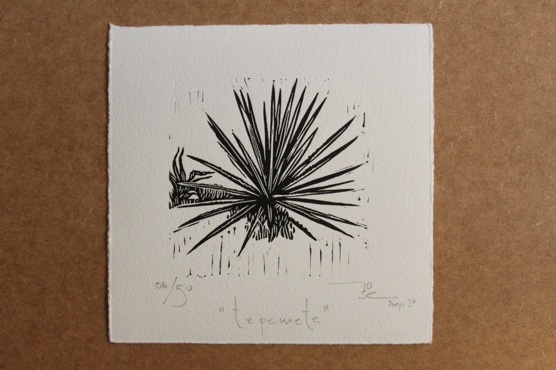 "Agaves norteños” (set de12 agaves norteños)