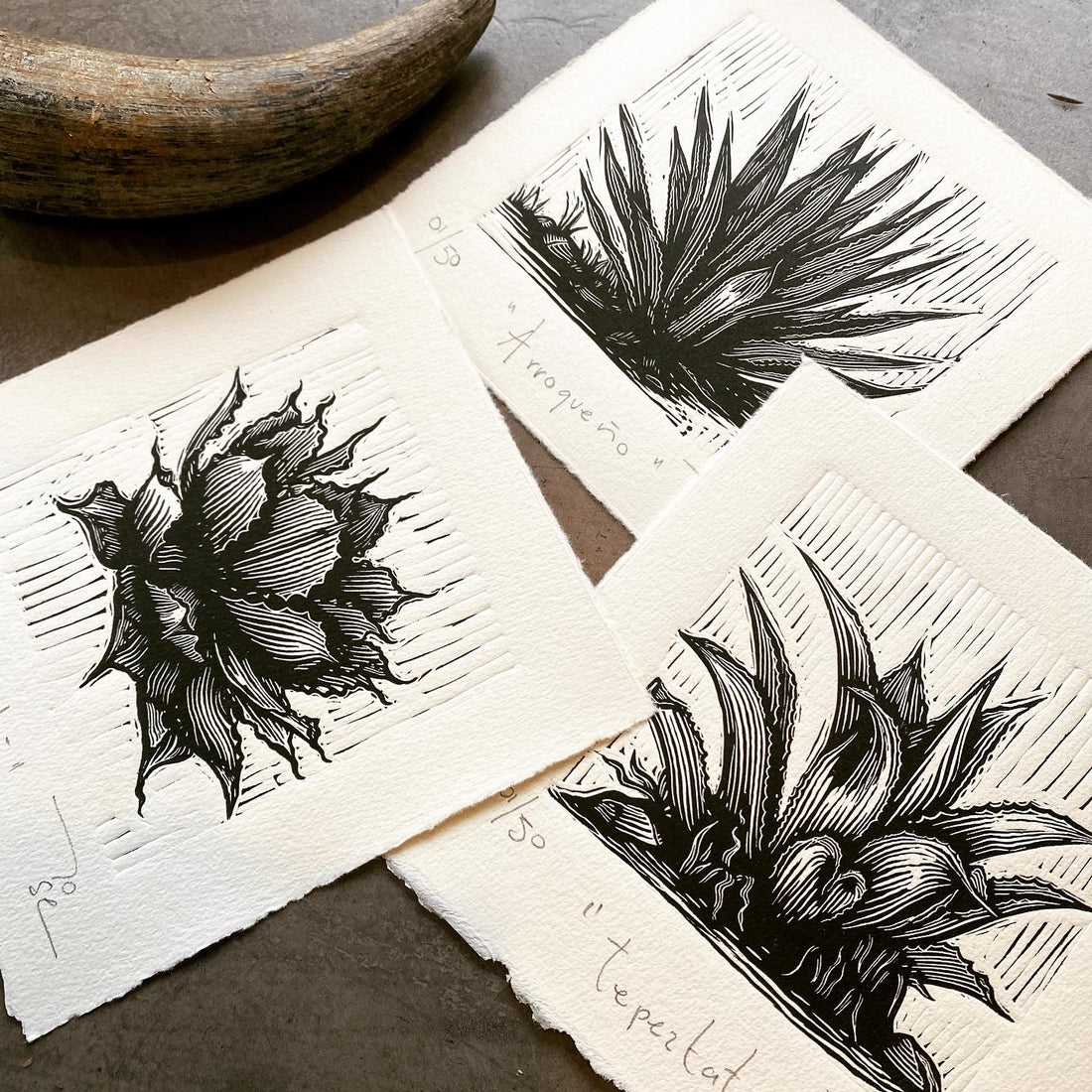 "Agaves oaxaqueños” (set de12 agaves)