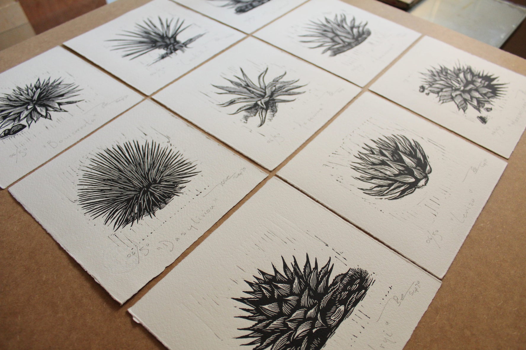 "Agaves norteños” (set de12 agaves norteños)