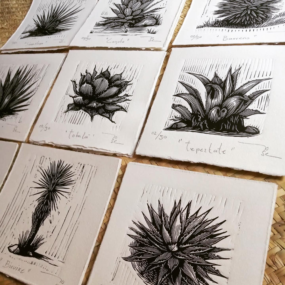 "Agaves oaxaqueños” (set de12 agaves)