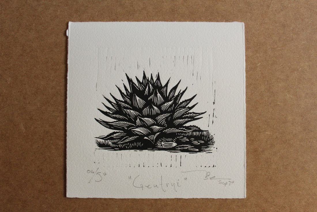 "Agaves norteños” (set de12 agaves norteños)