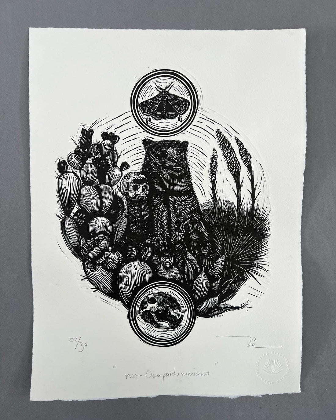 “1964 - Oso pardo mexicano”