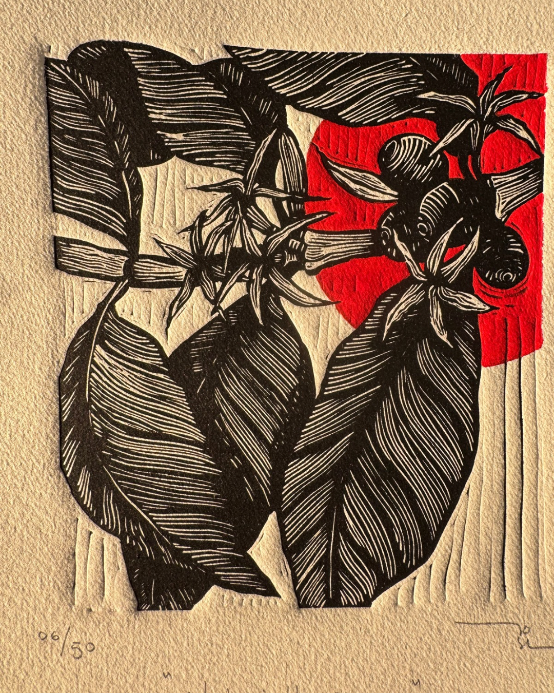 Café de México (set de 3 )