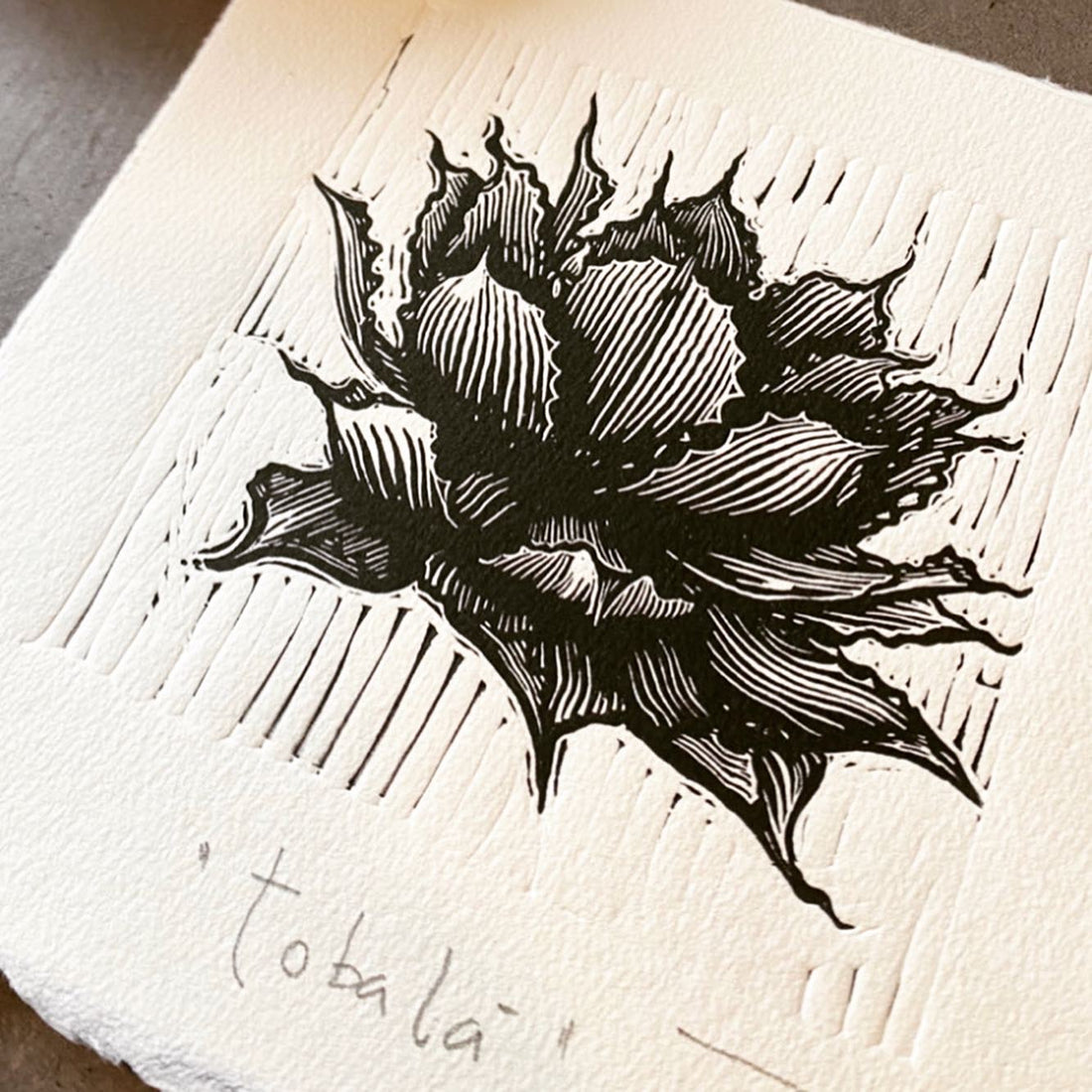 "Agaves oaxaqueños” (set de12 agaves)