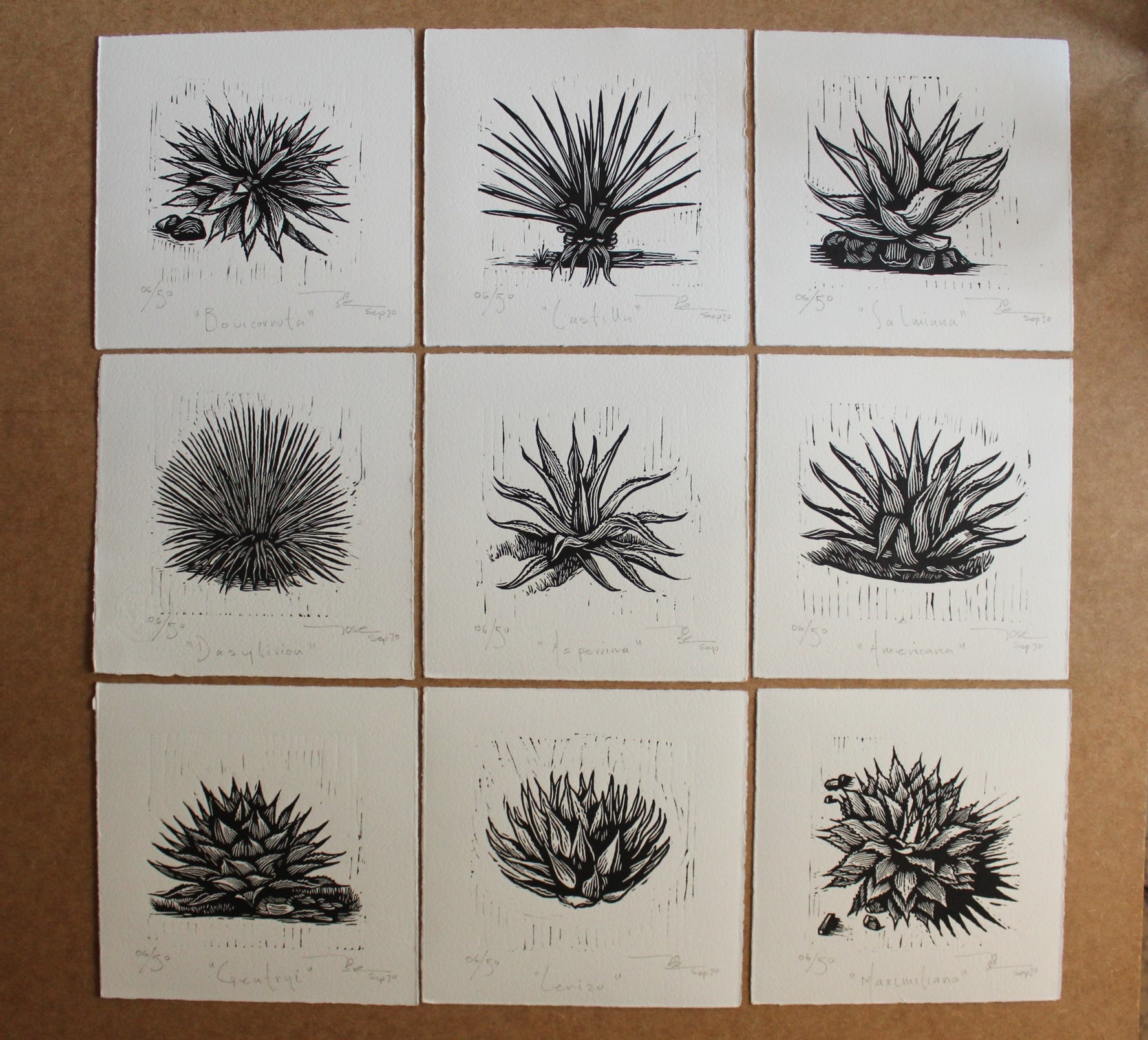 "Agaves norteños” (set de12 agaves norteños)