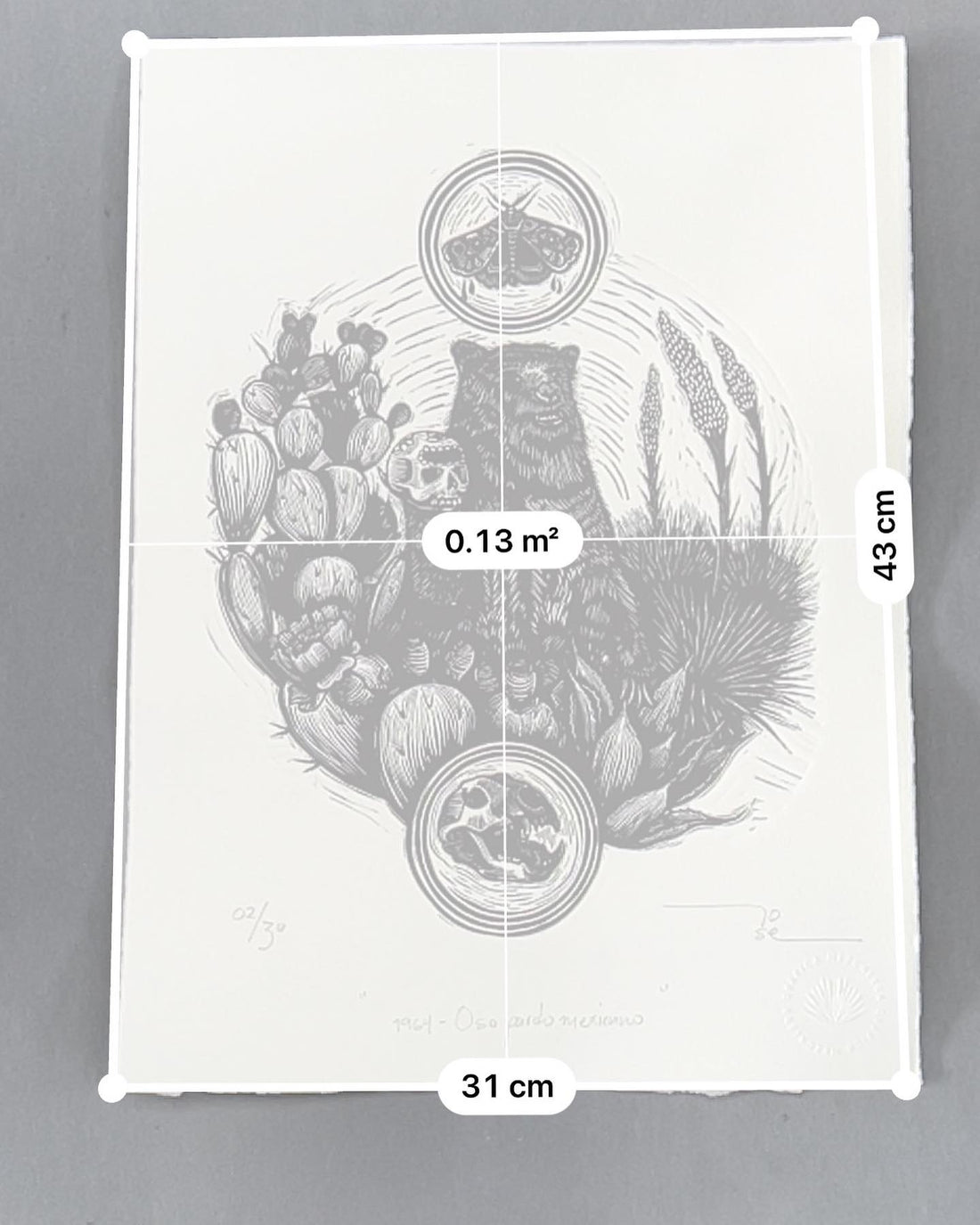 “1964 - Oso pardo mexicano”