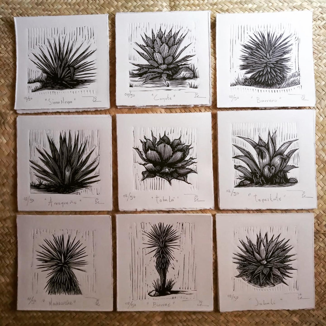"Agaves oaxaqueños” (set de12 agaves)