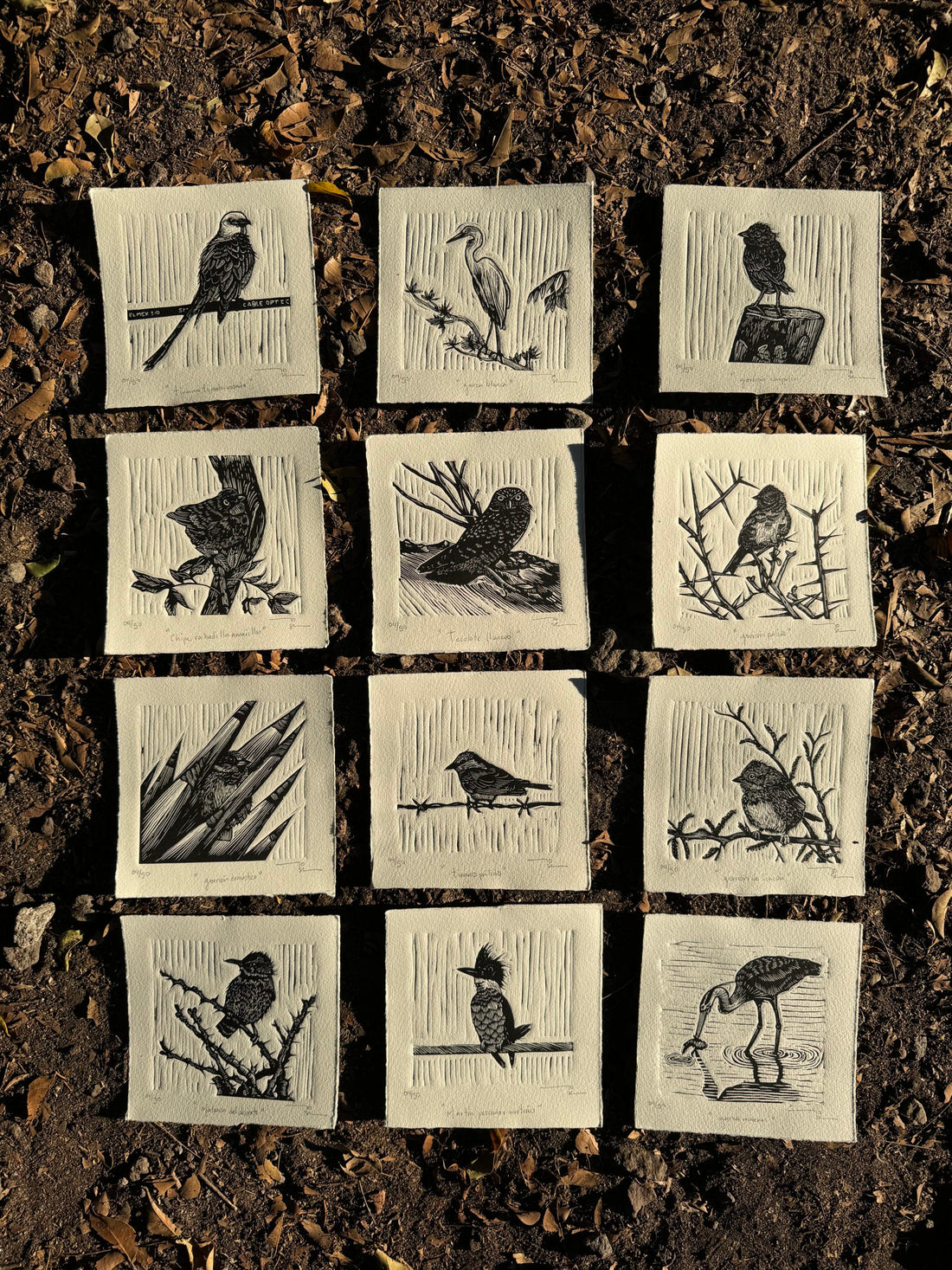 Aves norteñas (set de12 aves)