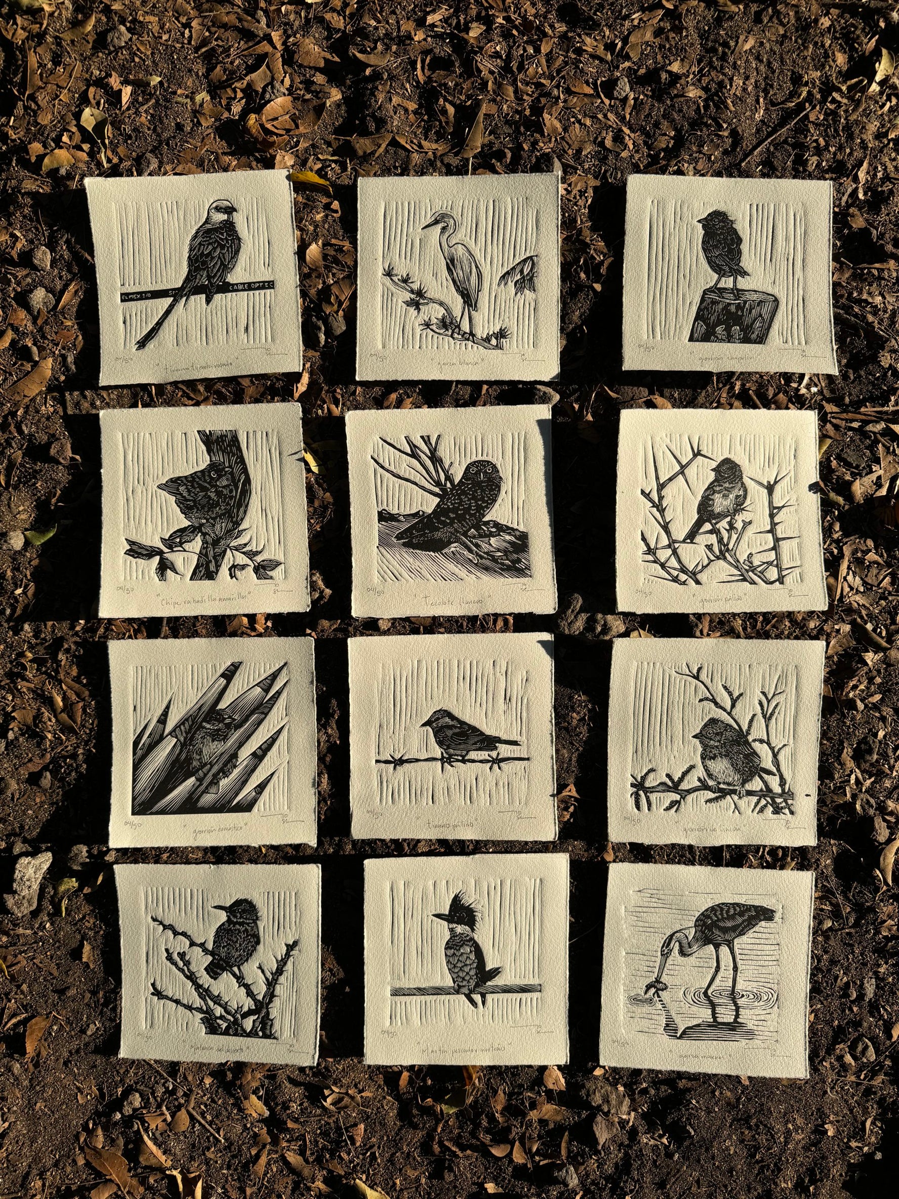 Aves norteñas (set de12 aves)